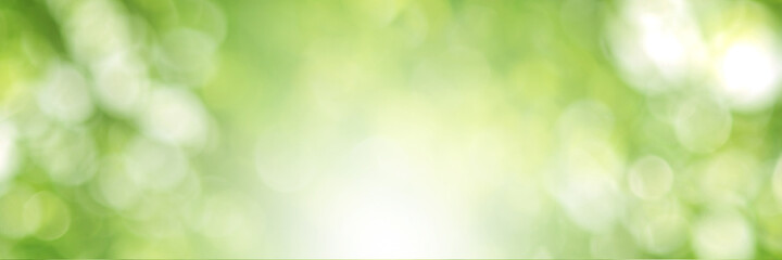 Green light leaves blurred and blur natural abstract. Effect sunlight  soft bright shiny style ...