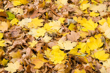 Autumn background with fall yellow and brown maple leaves, selective focus