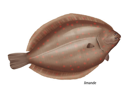 poisson, limande, isol&eacute;, aliment, frais, comestible  blanc, fruits de mer, cuisiner,  p&ecirc;che, mer, brut, animal, sain, ailette, maquereau, argent, attraper, nature, fra&icirc;cheur, eau , basse, basse, queue