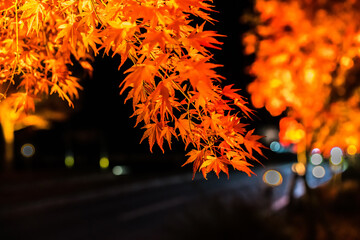 Night display of the colorful trees in autumn at Fujikawaguchiko next to Lake Kawaguchi in Japan