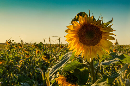 Sunflower Field At Sunrise