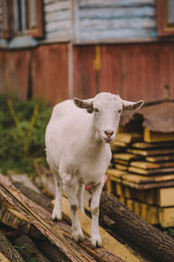 Vertical portrait of cute white healthy domestic goat standing alone in countryside rural background.