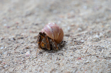 Hermit crab on the move on white sand beach