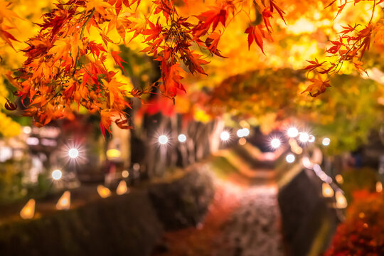 Night display of the colorful trees in autumn at Fujikawaguchiko next to Lake Kawaguchi in Japan