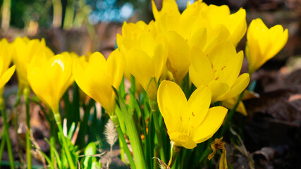 Blooming yellow crocus spring flowers.