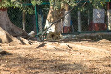 Sad Lion Cub sleeping in zoo park near a big tree,
Asiatic Lion cub in zoo park, Lion Cub Simba in zoo park in India sitting sad 