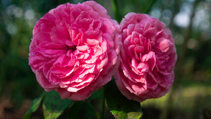 Two pink roses in the garden.