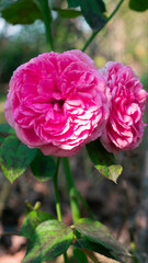 Two Gertrude Jekyll roses in the garden.