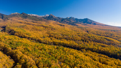 A coniferous forest with autumn leaves on the foot of the mountain F