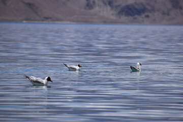 ducks in the lake pangong lake leh ladakh