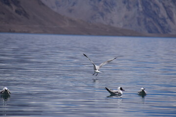 Naklejka premium ducks in the lake pangong lake leh ladakh