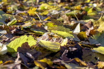 autumn leaves in the park close up