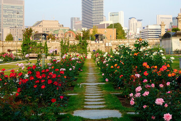 Fototapeta premium 中之島公園バラ園