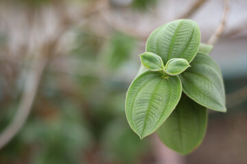 Hojas de planta verde a la derecha día soleado