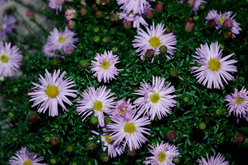 a bouquet of asters castaway