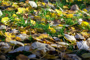 yellow leaves on the ground
