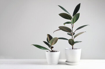 Fototapeta na wymiar Two modern houseplants with Ficus plant in white pot , Ficus Robusta or Rubber Plant