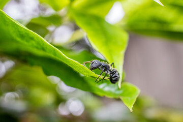 ants on a leaf