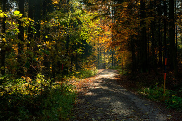Herbst im Bayrischen Wald