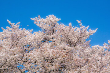 Japan cherry blossom season.White cherry blossoms are blooming.Travel in Japan.