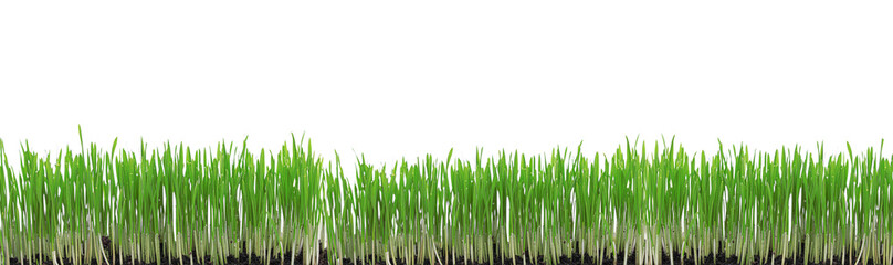 Fototapeta premium Green grass isolated on white background. Tall green grass on white.