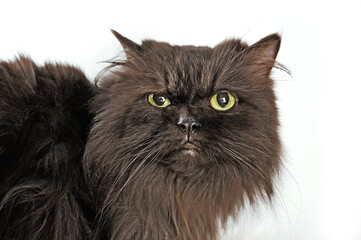 Brown Persian cat with a grim look watching in front of a white background.