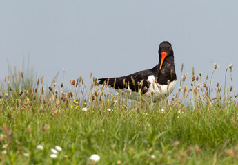 Eurasian Oystercatcher, Haematopus ostralegus