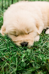 Golden Retriever Puppy