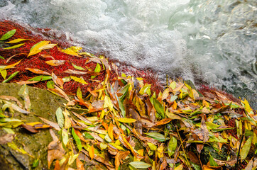 Yellow leaves on the Bank of a stormy river.