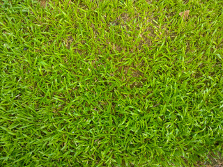 Top view of natural fresh lush green grass in a garden