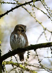 Eurasian Pygmy Owl, Glaucidium passerinum