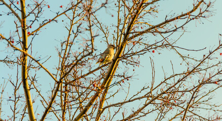 Bird Waxwings on a tree in autumn.