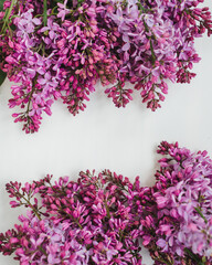 
brushes of lilac flowers on a white background.