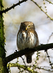 Eurasian Pygmy Owl, Glaucidium passerinum