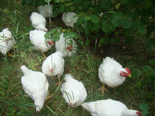 white chicken in the grass