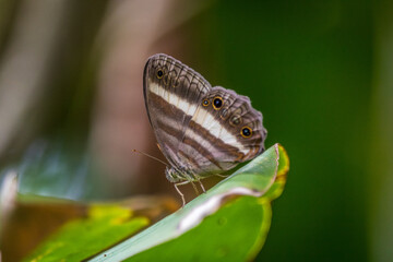 butterfly on leaf