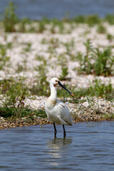 Eurasian Spoonbill; Platalea leucorodia