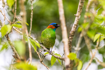 green winged macaw