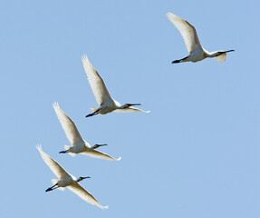 Eurasian Spoonbill; Platalea leucorodia