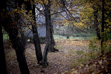 autumn in the park