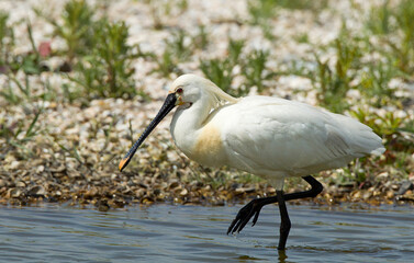 Eurasian Spoonbill; Platalea leucorodia