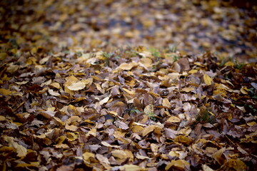 leaves on the ground
