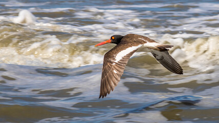 black headed gull