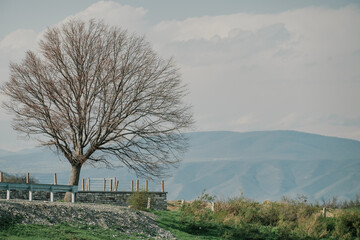 a sprawling tree with bare branches stands against the sky in the clouds. in the distance green...