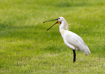 Eurasian Spoonbill; Platalea leucorodia
