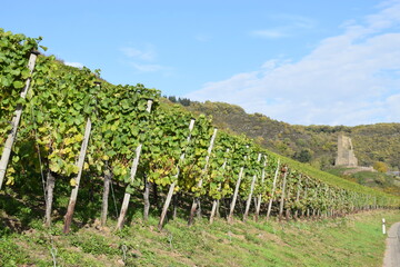 bunte Weinberge über Klotten an der Mosel
