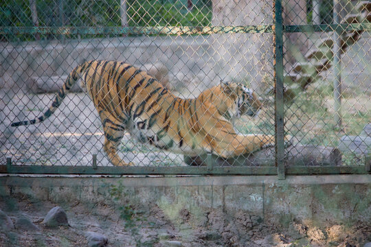 A young Huge Bengal tiger stretching body inside the cage in Zoo park in India with shallow depth of field image 