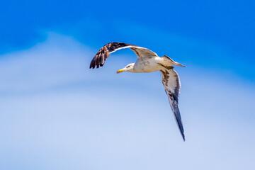 seagull in flight