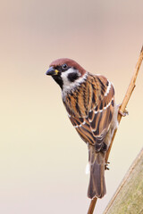 Eurasian Tree Sparrow, Passer montanus