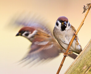 Eurasian Tree Sparrow, Passer montanus